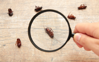 Sustainable Pest Control Solutions: A Priority for Business Owners